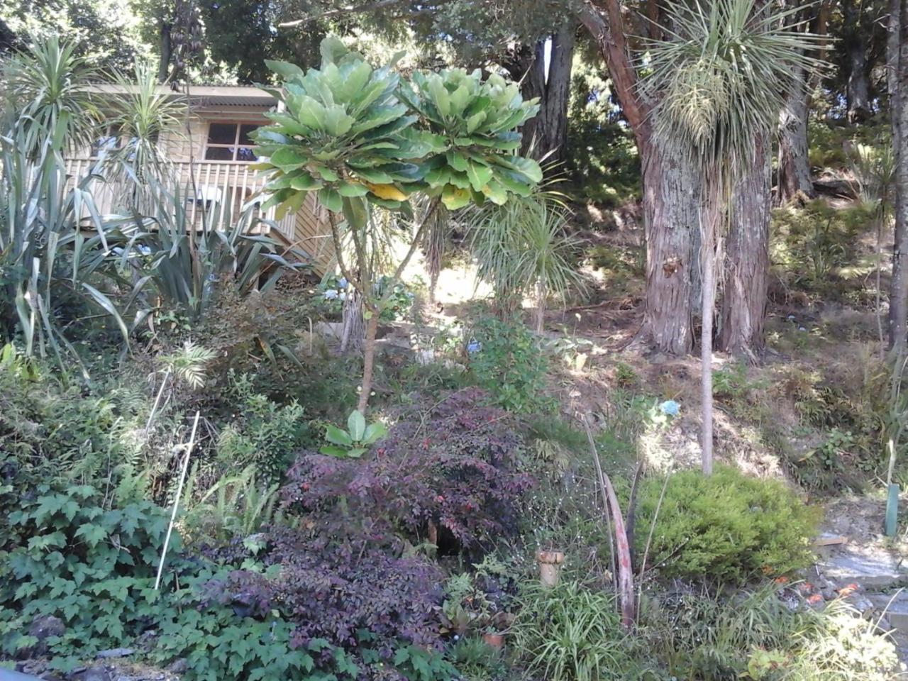 לינה וארוחת בוקר פאנגאריי Kauri Nest מראה חיצוני תמונה